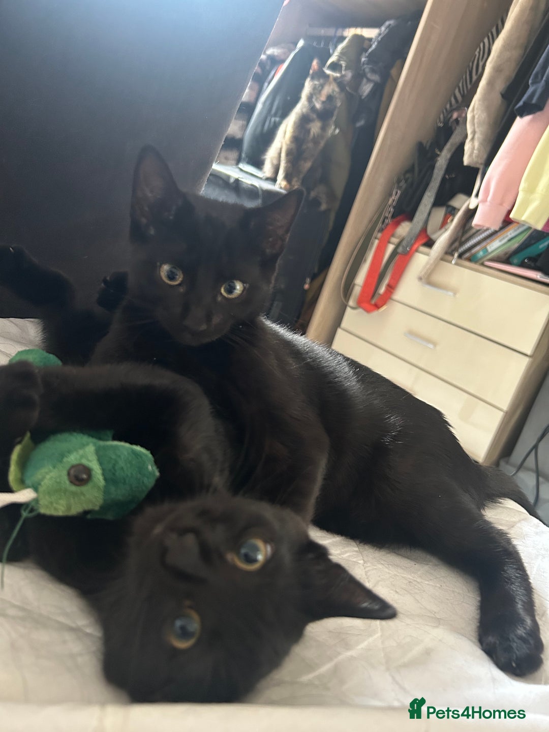 Mixed Breed cats for sale: 5 beautiful kittens!!!  in Hounslow - Image 4