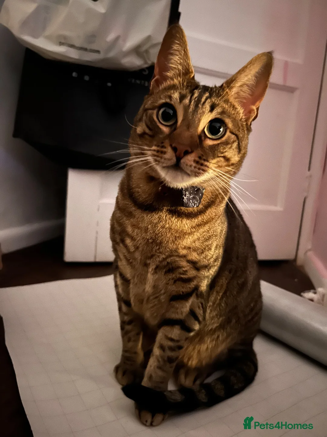 Mixed Breed cats for sale: Urgent rehoming needed  - Advert 8