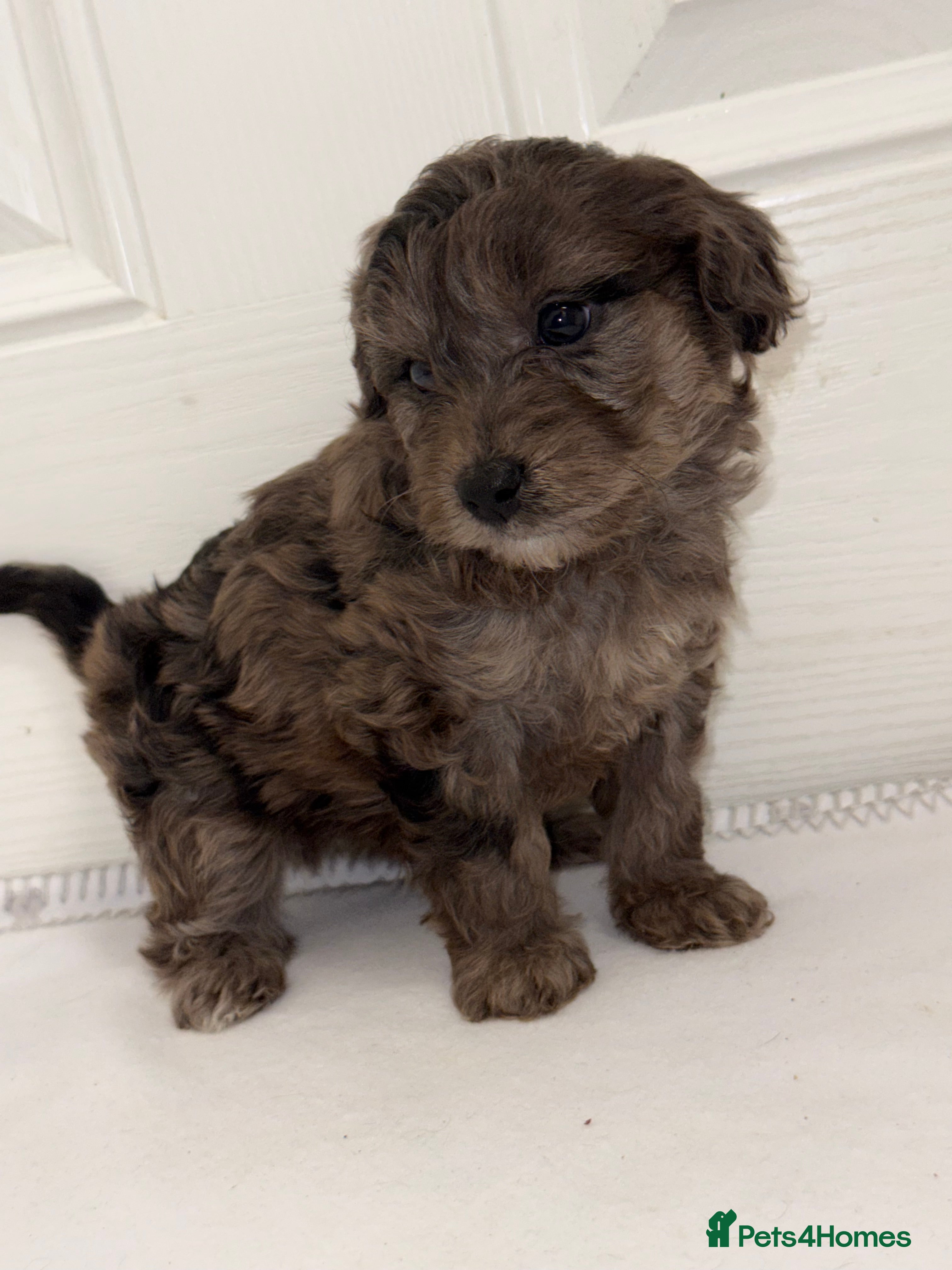 Cockapoo dogs F1B TOY COCKAPOO’S - Advert 1