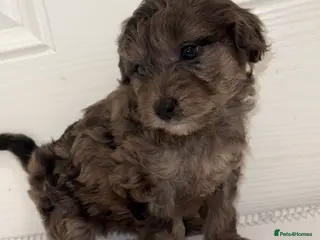 Cockapoo dogs F1B TOY COCKAPOO’S - Advert 3