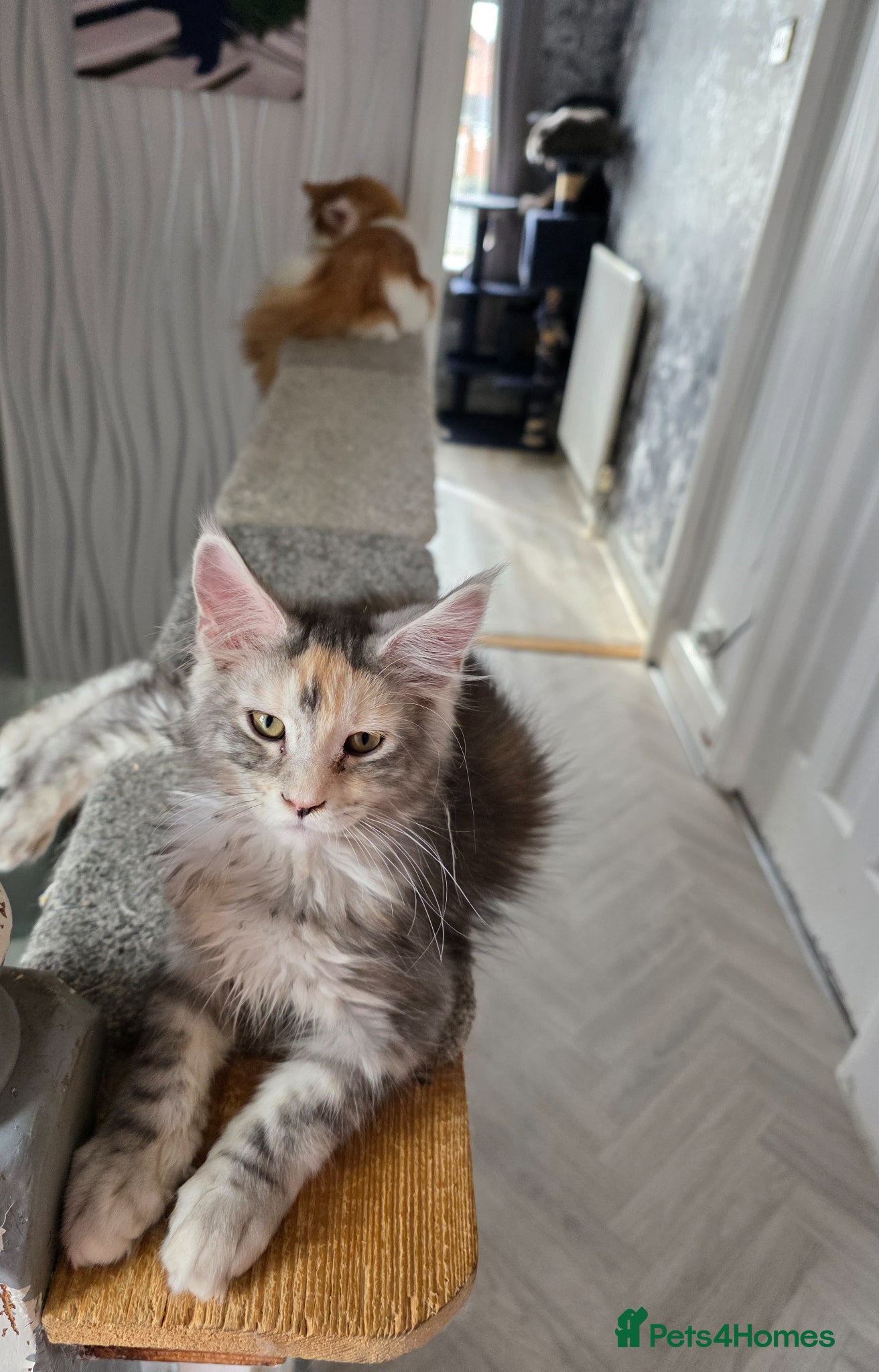 Maine Coon cats STUNNING MAINE COON KITTENS  - Advert 6