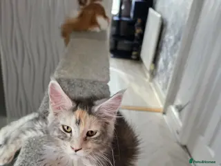 Maine Coon cats STUNNING MAINE COON KITTENS - Advert 6