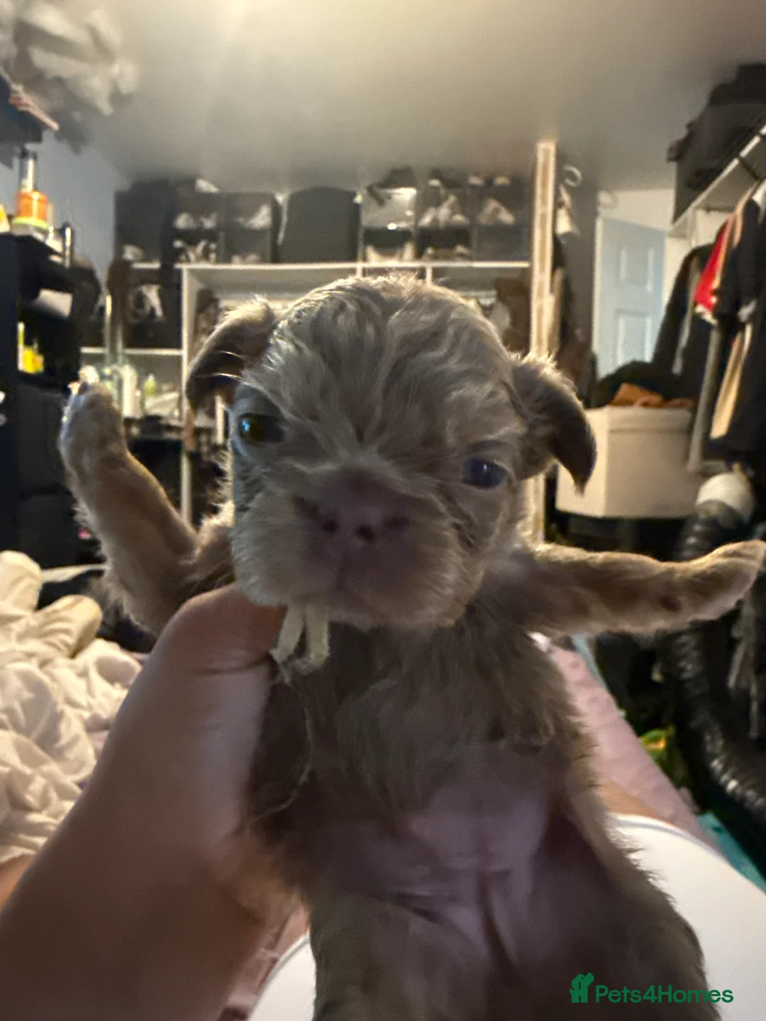 French Bulldog dogs for sale: Fluffy frenchies Pink carriers - Advert 2
