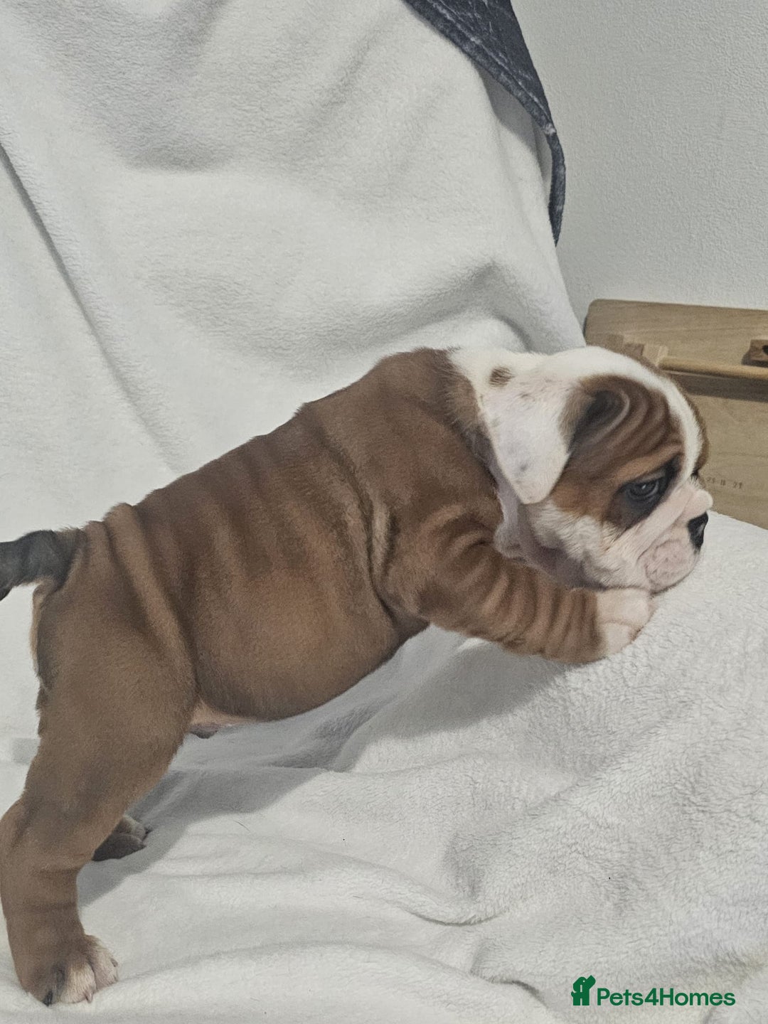 English Bulldog dogs for sale: Champion English bulldogs - Image 24