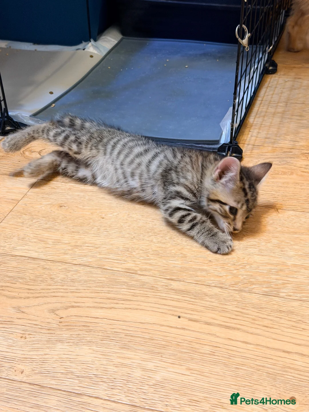Mixed Breed cats for sale: Beautiful Kittens  - Advert 12