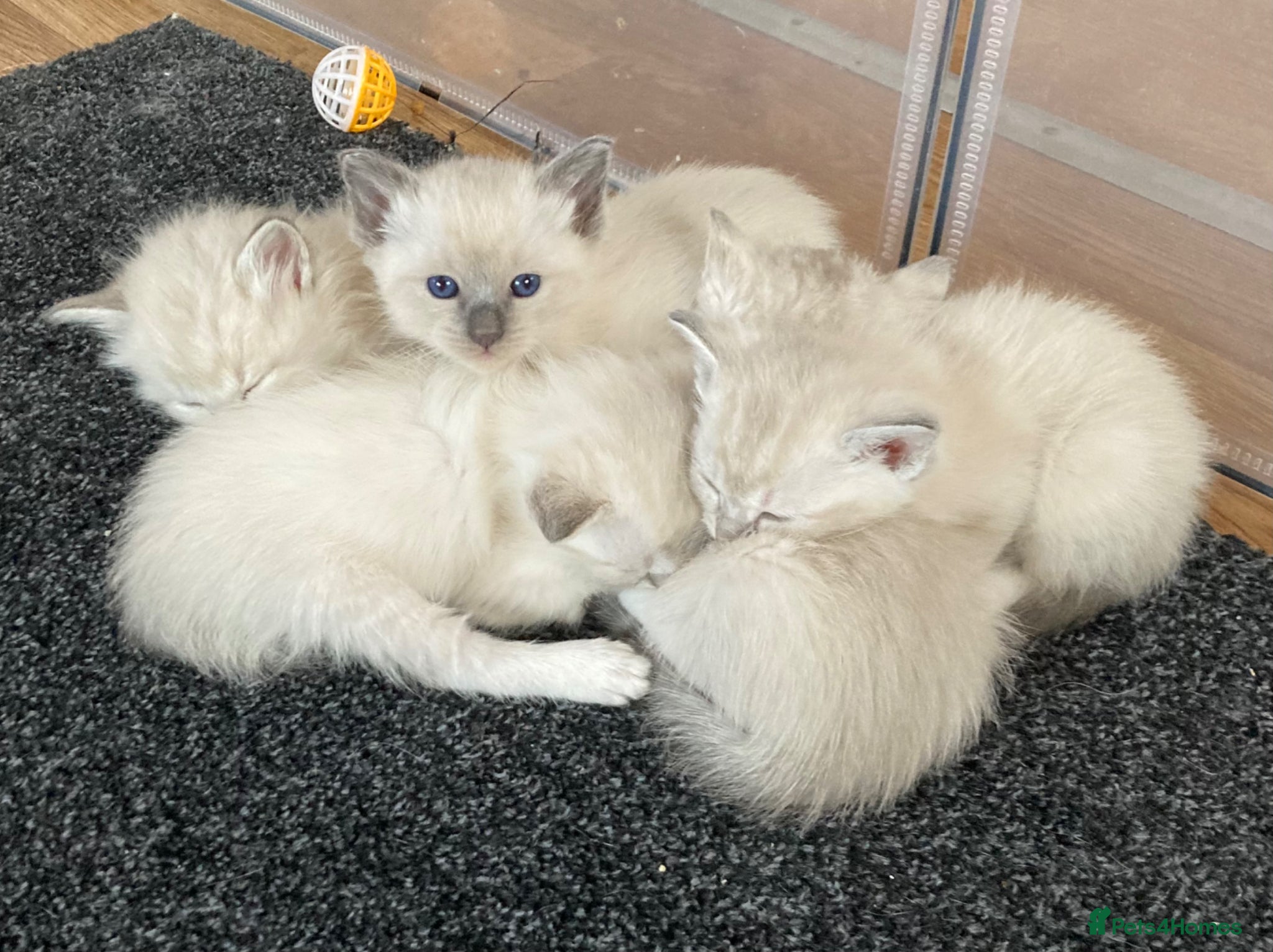 Ragdoll cats for sale: Beautiful Ragdoll x Siamese kittens - Advert 1