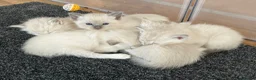 Ragdoll cats for sale: Beautiful Ragdoll x Siamese kittens - Advert 1