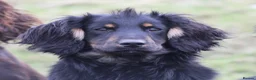 Cocker Spaniel dogs for stud: Black and Tan Cocker Spaniel at Stud - Advert 12