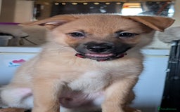 Mixed Breed dogs for sale: 1 girl and 1 boy available now  in London - Image 2