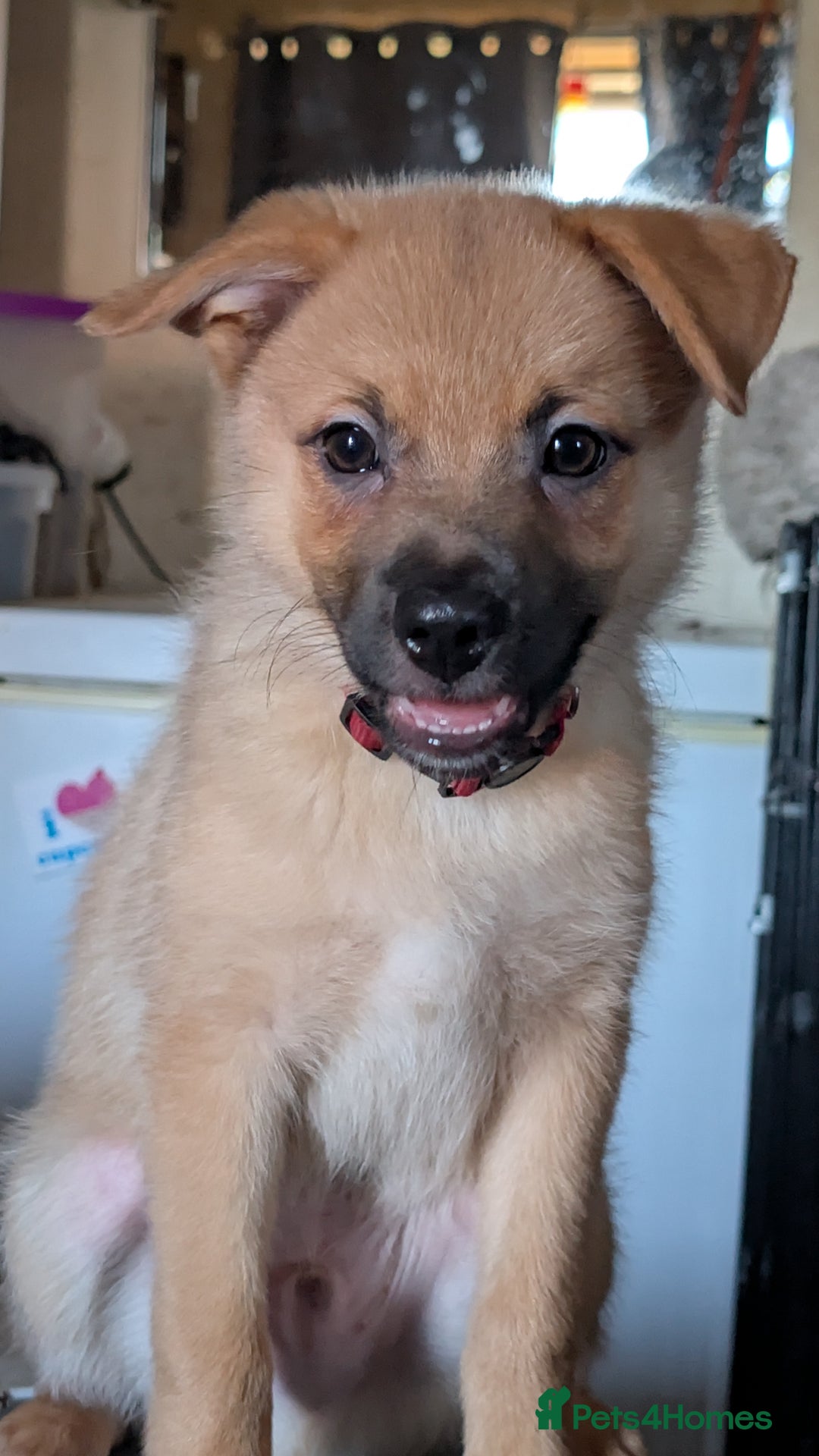 Mixed Breed dogs for sale: 1 girl and 1 boy available now  in London - Image 2