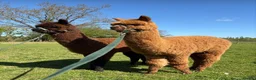 Alpaca livestock for sale: 2 male BAS registered alpacas - Advert 2