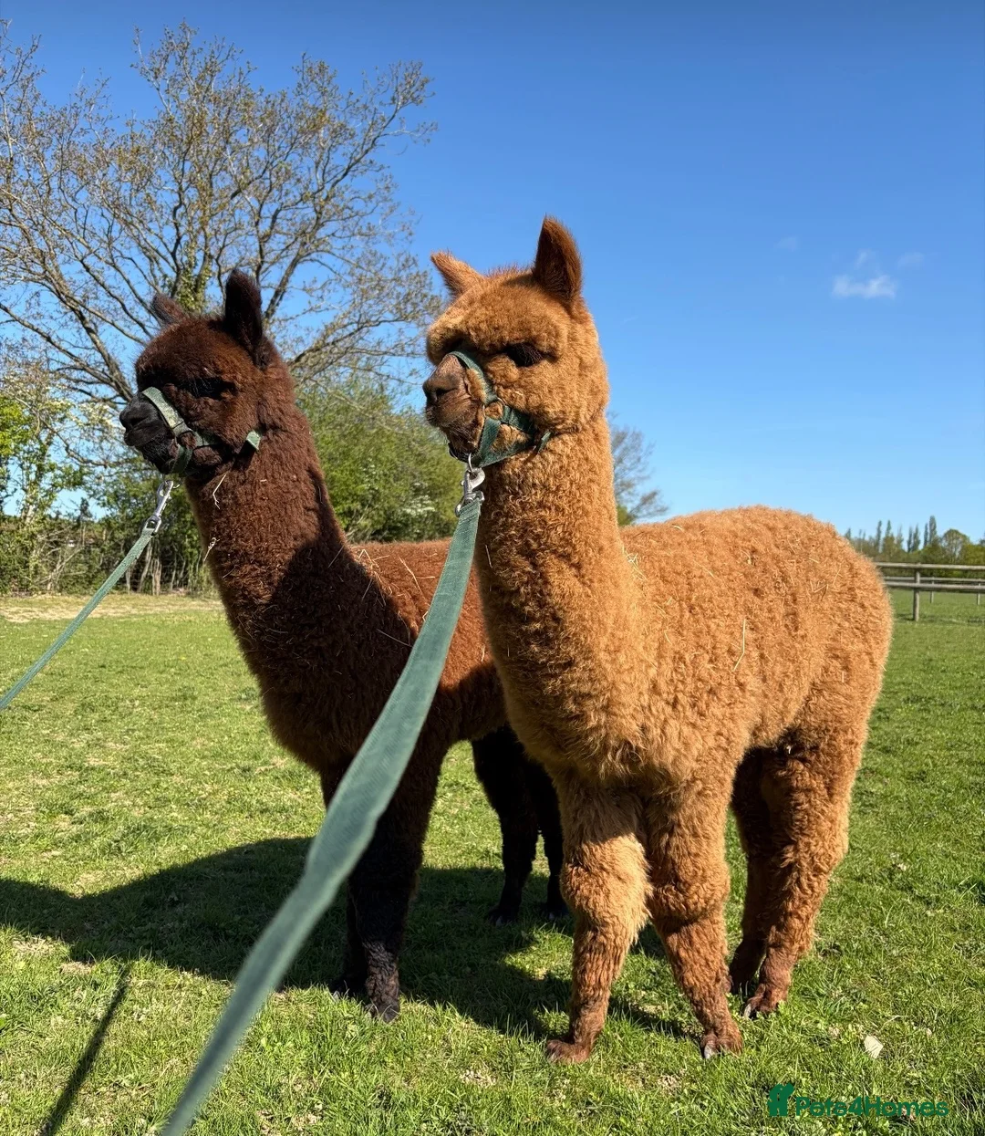 Alpaca livestock for sale: 2 male BAS registered alpacas - Advert 2