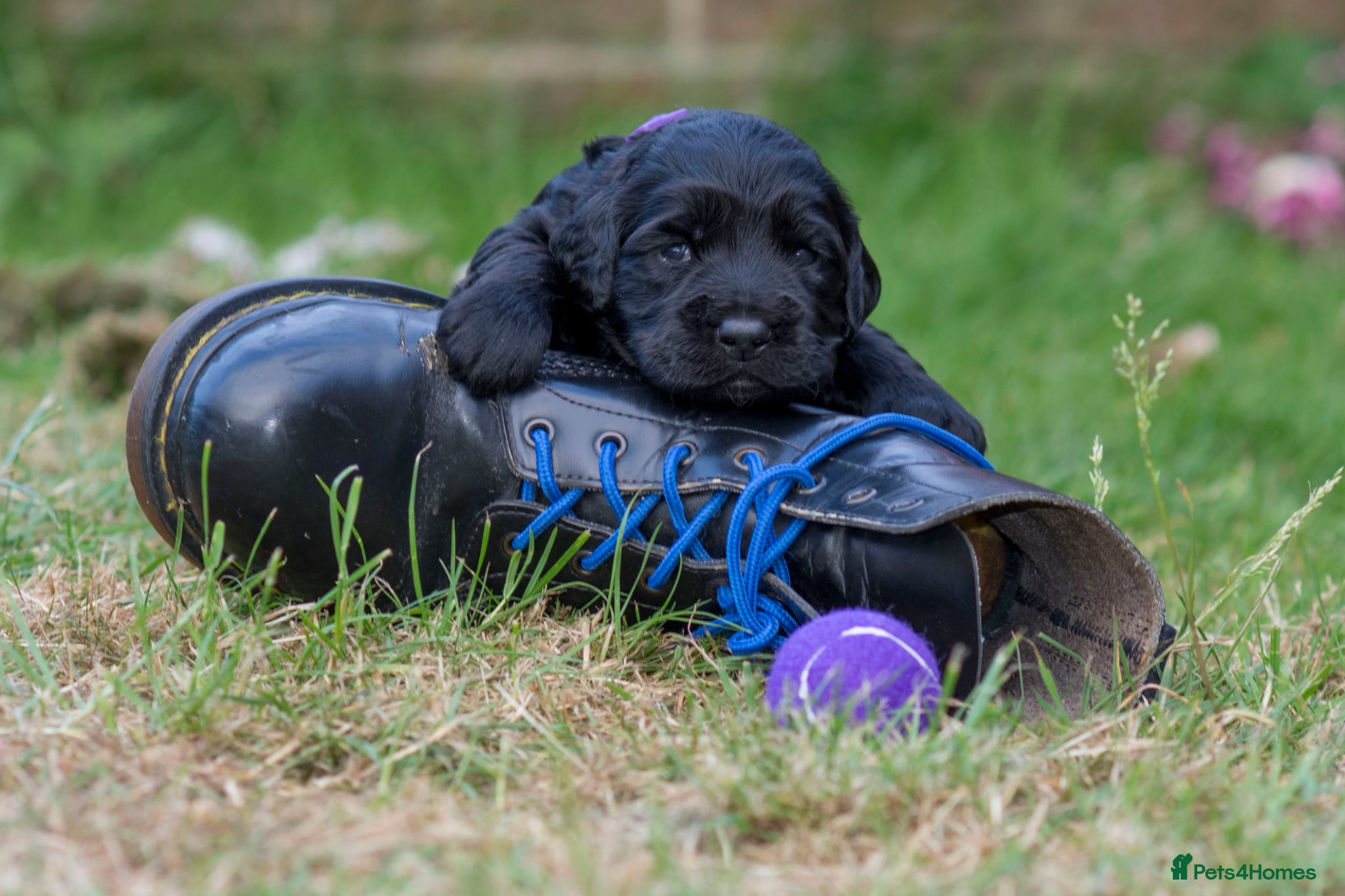 Sprocker dogs for sale: Sprocker puppies in Scunthorpe - Advert 2