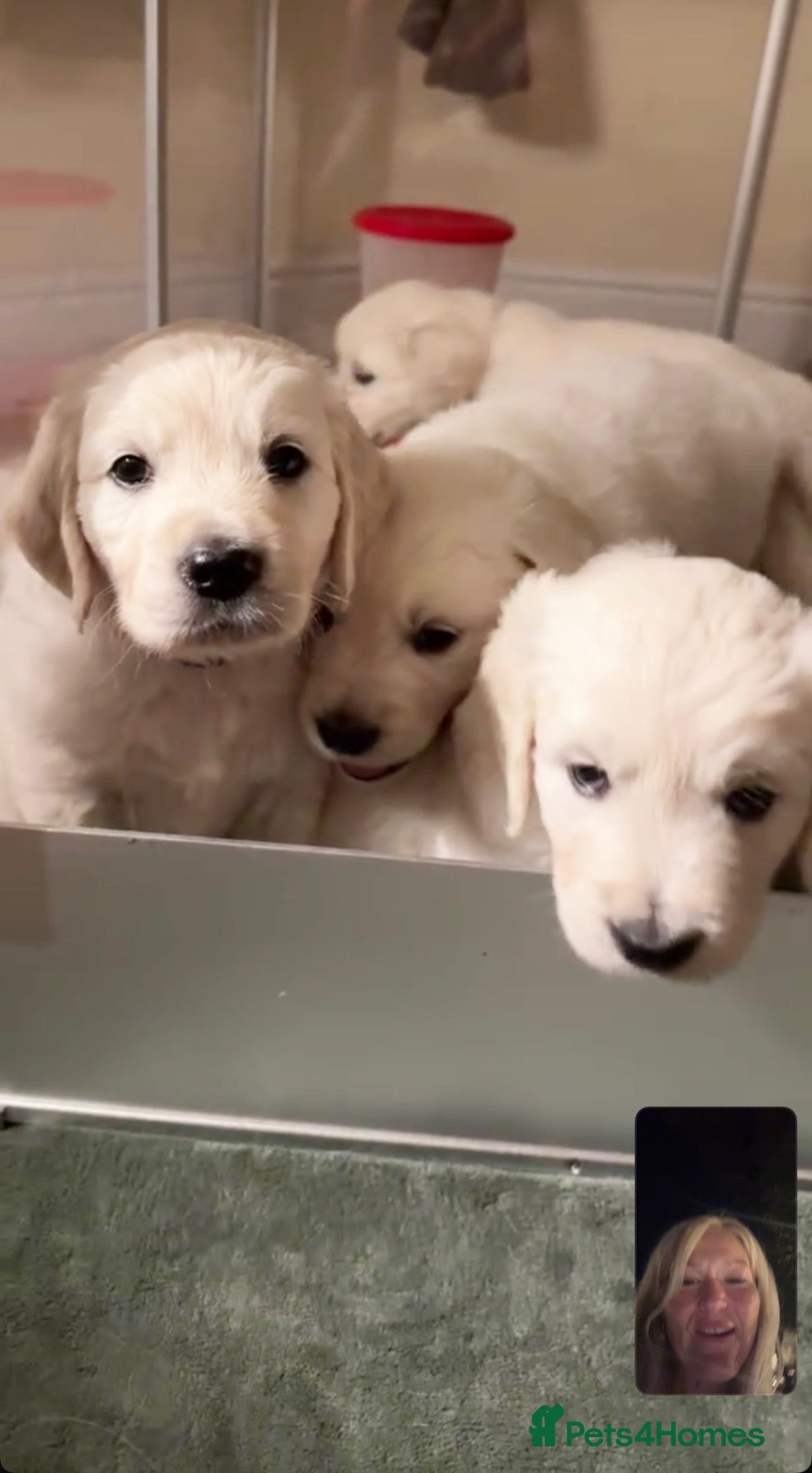 Golden Retriever dogs Beautiful Golden Retriever Puppies born 21/06/26 - Advert 2