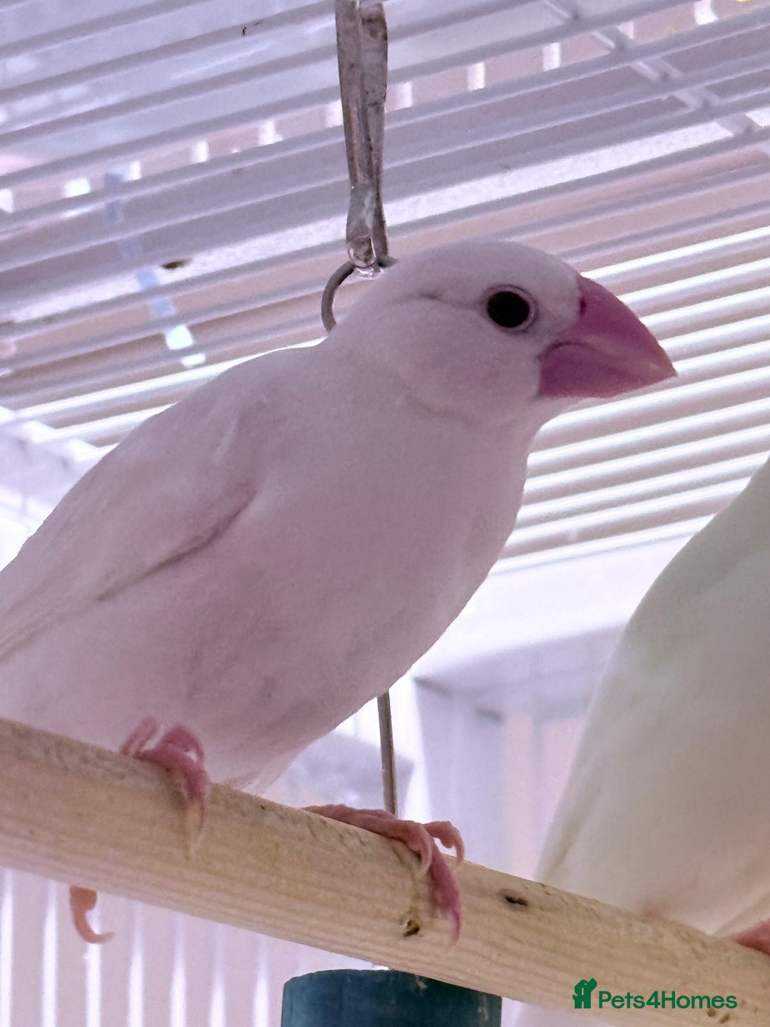Finches birds for sale: White female Java sparrow in Runcorn - Advert 4
