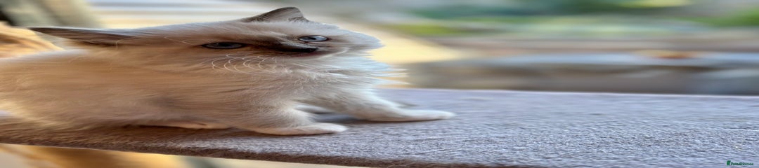 Ragdoll Kitten 4