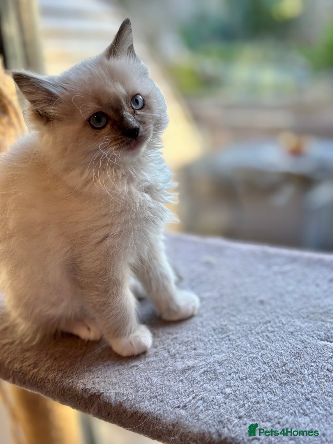 Ragdoll cats for sale: Ragdoll kittens f - Image 4