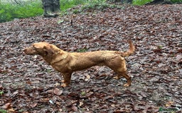 Labrador Retriever dogs for sale: Health tested extremely dark fox red Labradors - Image 10