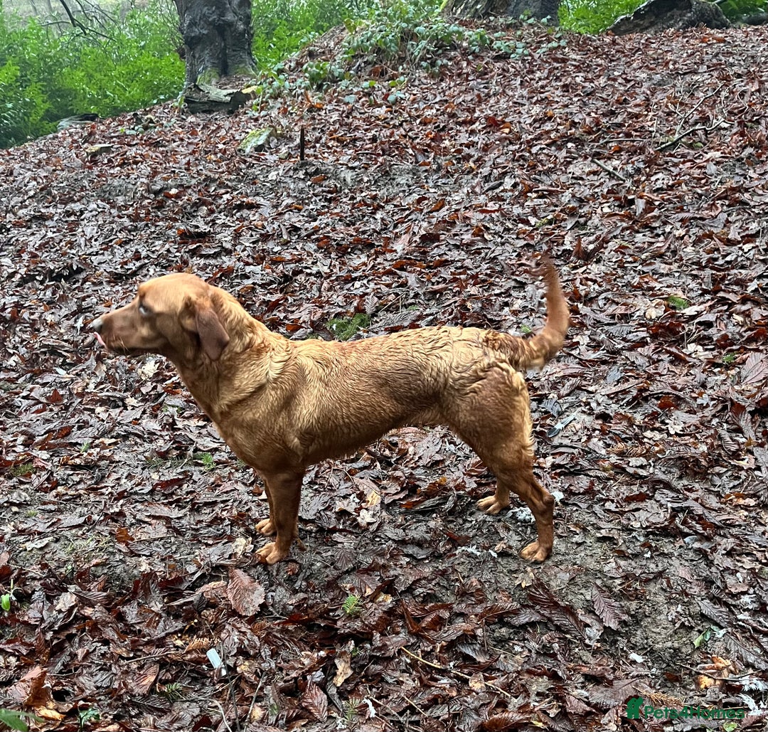 Labrador Retriever dogs for sale: Health tested extremely dark fox red Labradors - Image 10