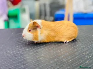 Guinea Pig rodents Pretty baby male Guineapig - Advert 22