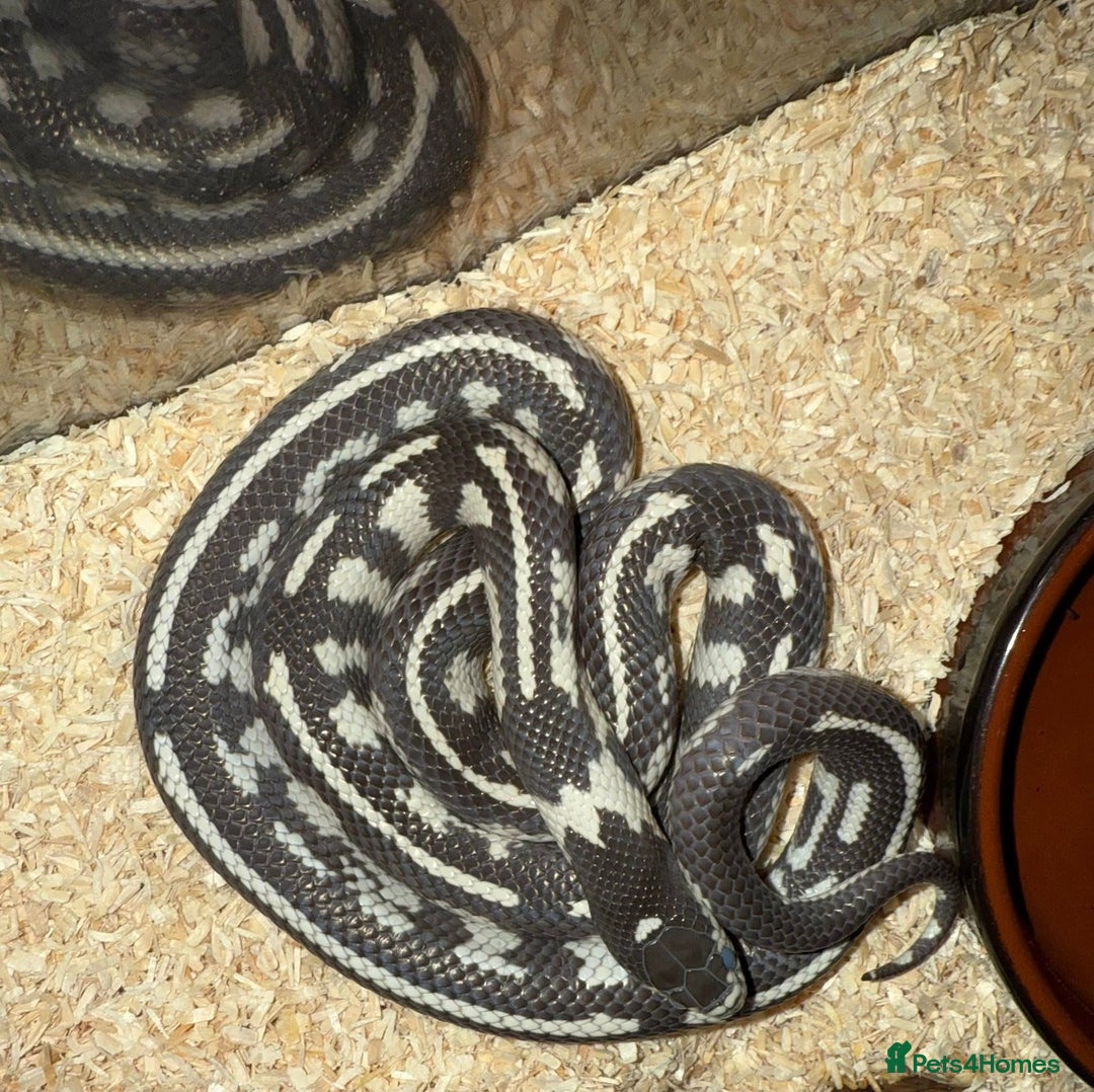 Python Snake reptiles for sale: Free to a good loving home  - Advert 4