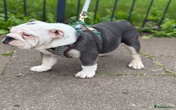 Mixed Breed dogs for sale: Bulldog puppy in Bristol - Image 3