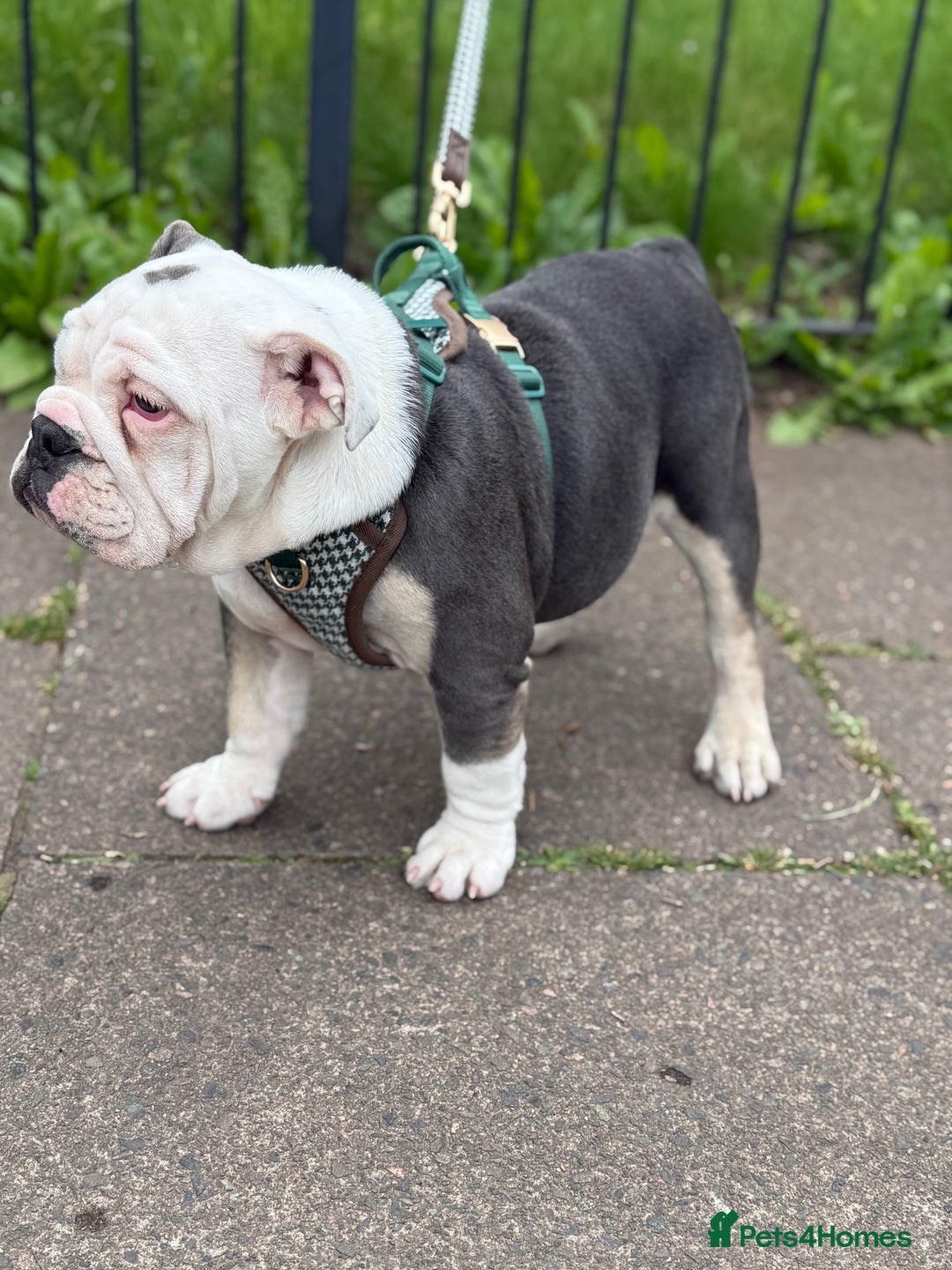 Mixed Breed dogs for sale: Bulldog puppy in Bristol - Image 3