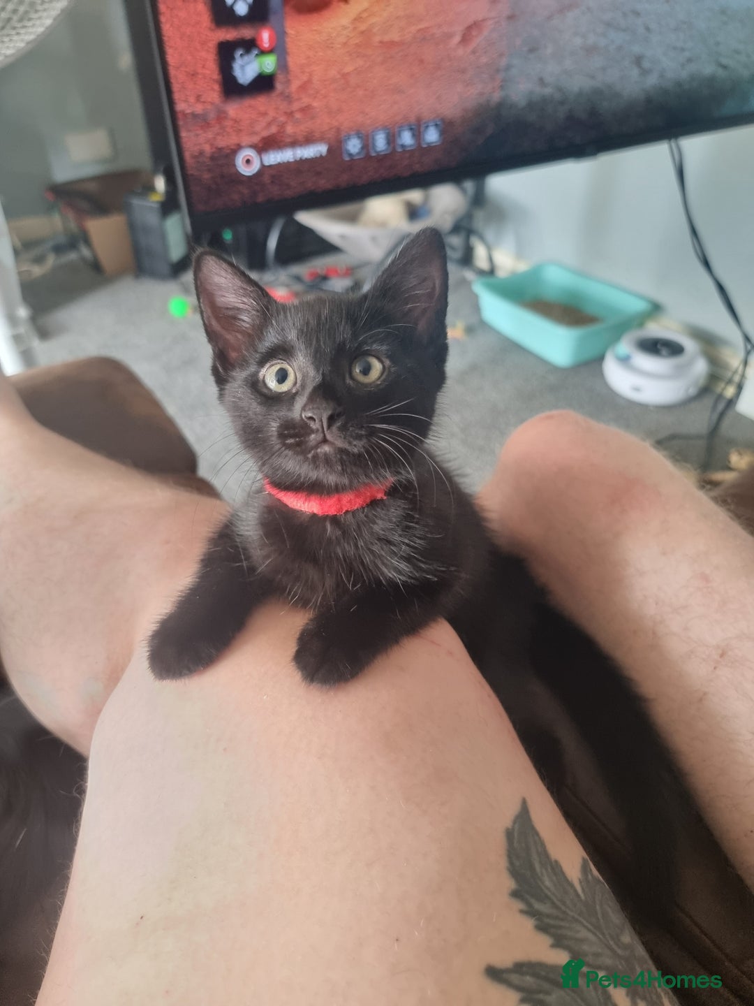 Domestic Shorthair cats for sale: Tortie and black 2 girl cats - Image 1
