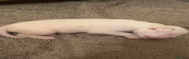 Boxer 4- all white 