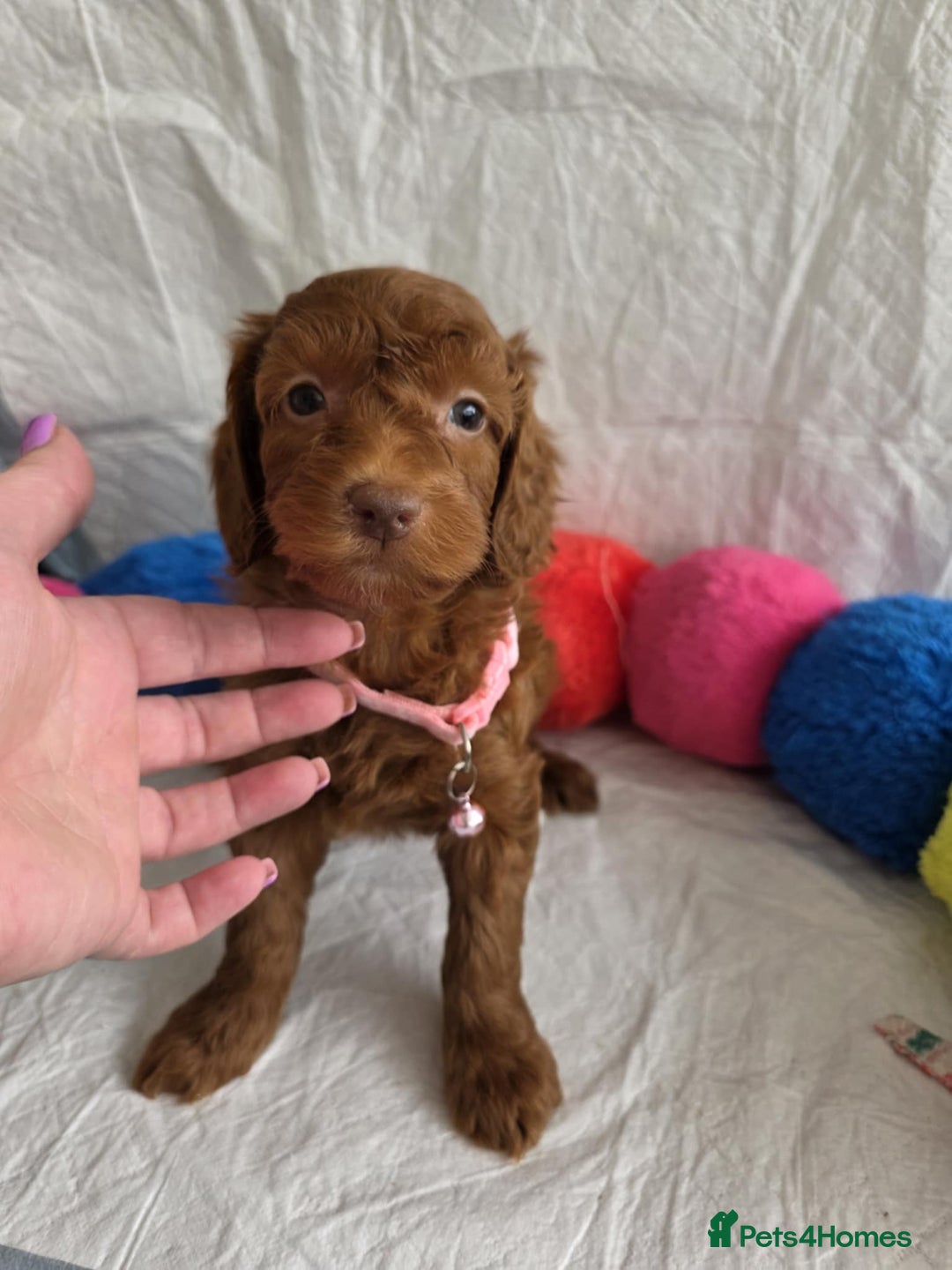 Mini Goldendoodle dogs for sale: 👑Superb Rare Toy/Mini Deepest Red Goldendoodles👑 - Image 14