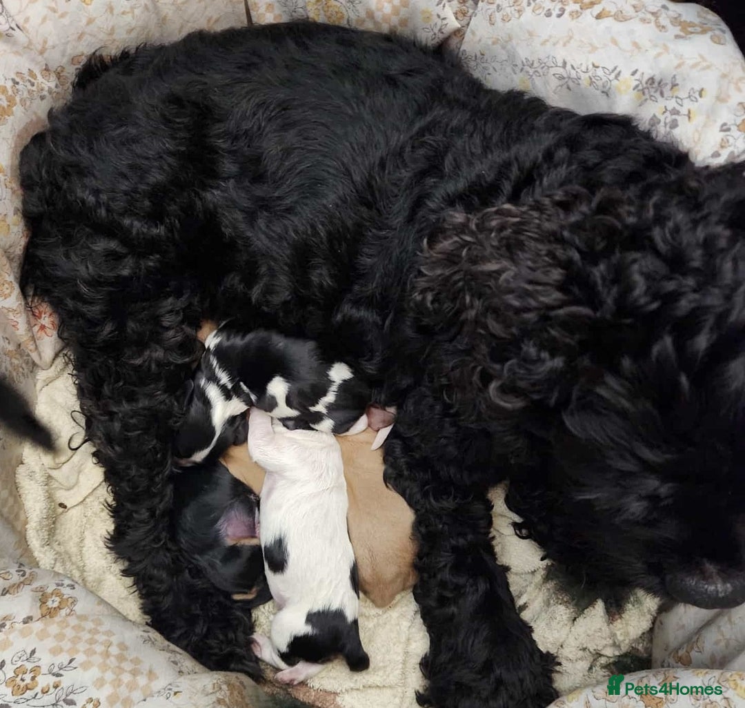 Mixed Breed dogs for sale: Cockerlier - Image 6