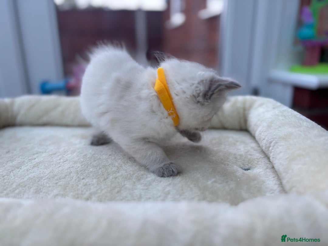 Ragdoll cats for sale: **Gorgeous Ragdolls**  - Advert 12