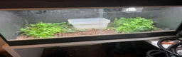 Python Snake reptiles for sale: Coastal Carpet Python CB2020 5-6ft - Advert 2