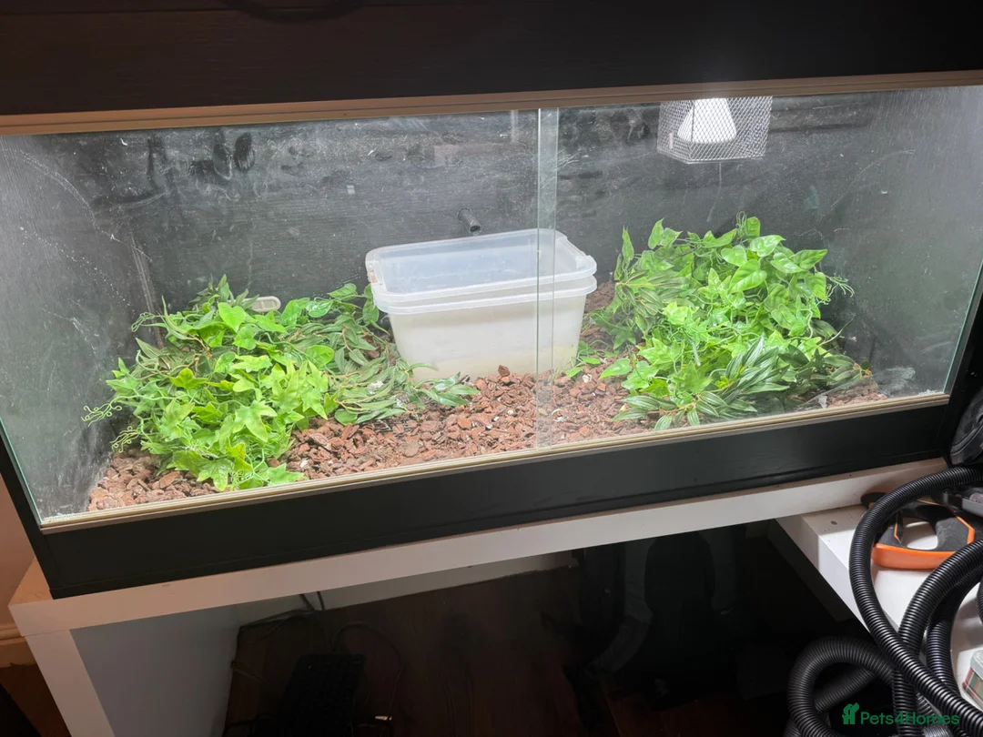 Python Snake reptiles for sale: Coastal Carpet Python CB2020 5-6ft - Advert 2