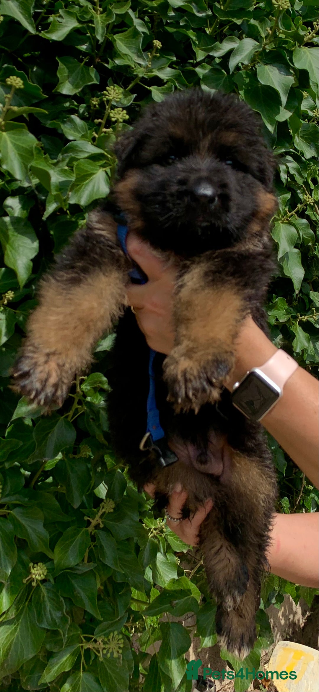 German Shepherd dogs for sale: Long Haired GSD Puppies. Only 1 boys LEFT!  - Image 14
