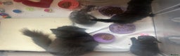 Mixed Breed cats for sale: Beautiful kittens  - Advert 3