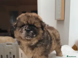 Chow Chow dogs READY NOW - Chow Chow puppy - Advert 3