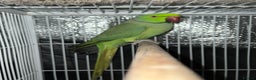Mixed Breed birds for sale: Male Indian Ringneck,male Cockatiel & hen budgie - Advert 5
