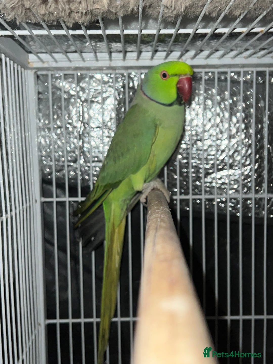 Mixed Breed birds for sale: Male Indian Ringneck,male Cockatiel & hen budgie - Advert 5