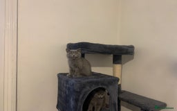 British Shorthair cats for sale: STUNNING BRITISH SHORTHAIR KITTENS  - Image 3