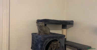British Shorthair cats - Advert 11