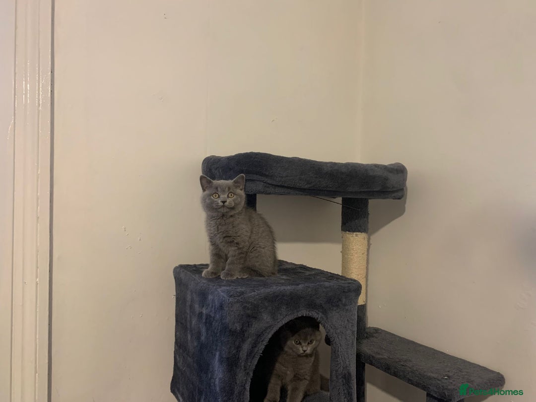 British Shorthair cats for sale: STUNNING BRITISH SHORTHAIR KITTENS  - Image 3