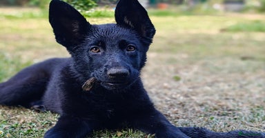 German Shepherd dogs - Advert 9