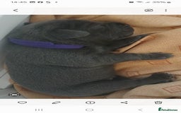 Staffordshire Bull Terrier dogs for sale: Staffordshire bull terriers puppy's  - Advert 12