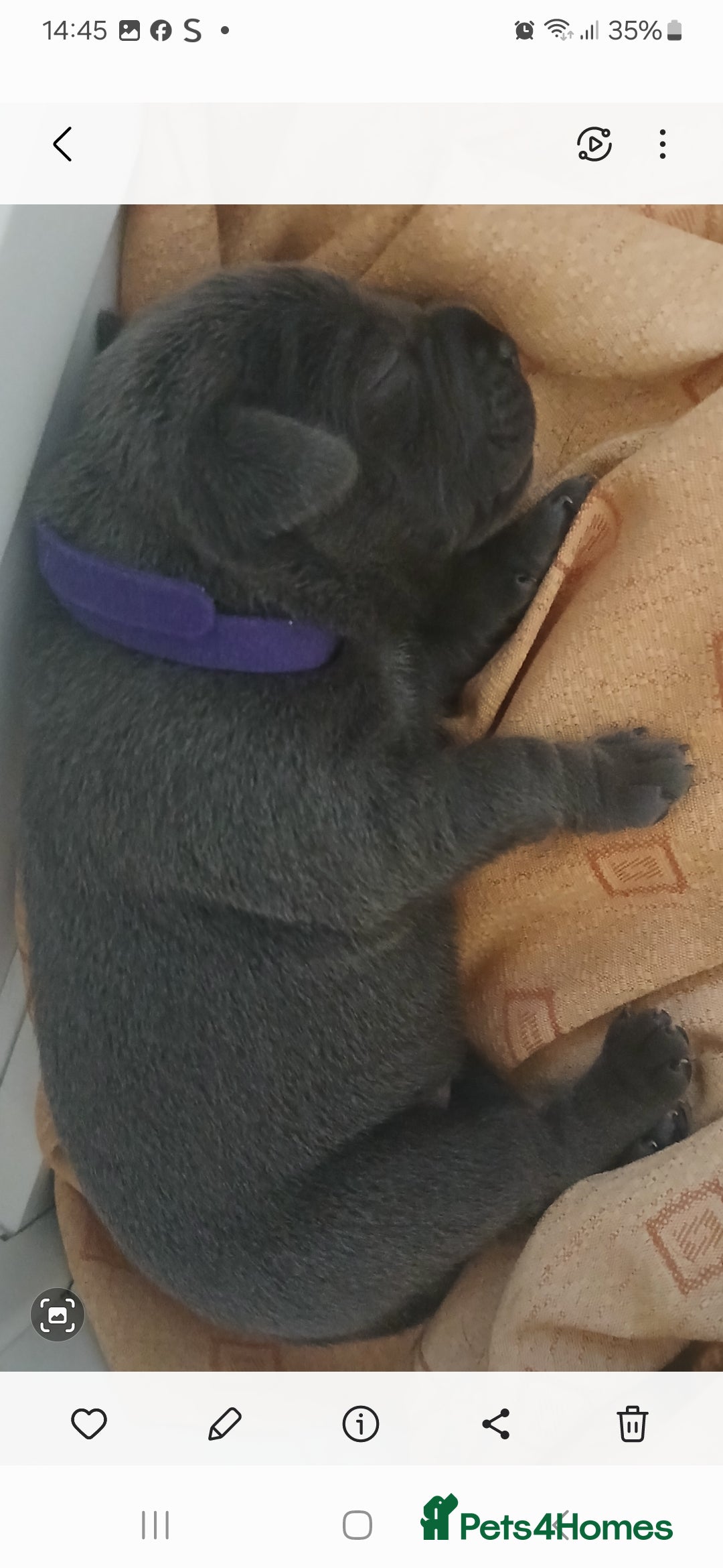 Staffordshire Bull Terrier dogs for sale: Staffordshire bull terriers puppy's  - Advert 12