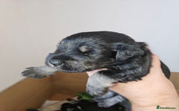 Miniature Schnauzer dogs for sale: Miniature schnauzer's due, KC, Mac, low COI - Image 33