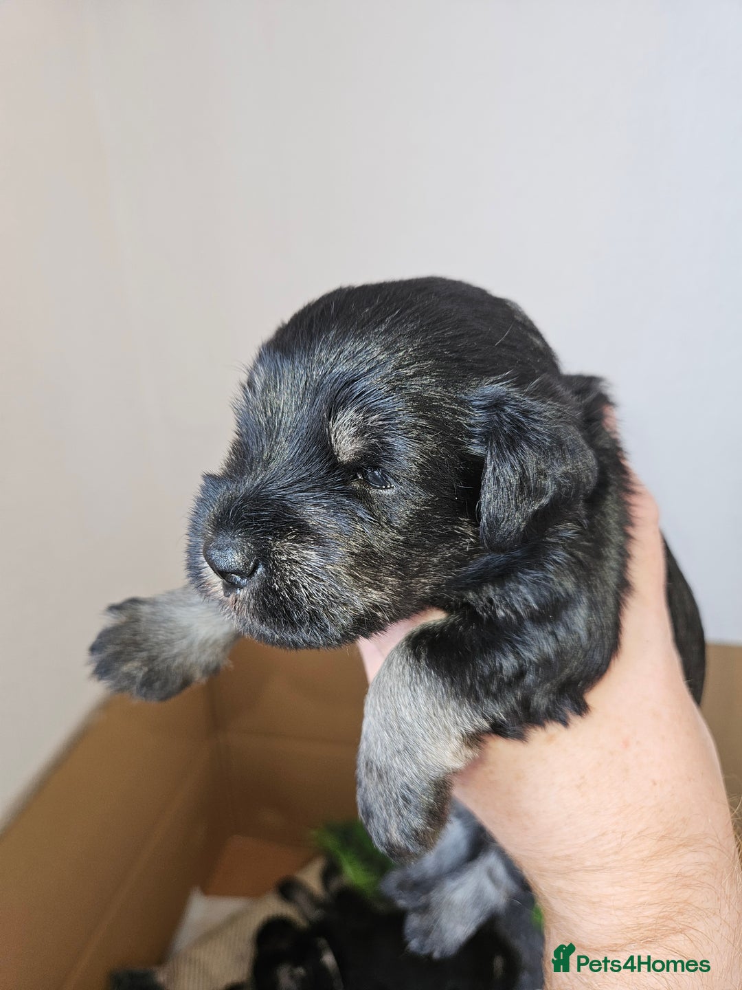Miniature Schnauzer dogs for sale: Miniature schnauzer's due, KC, Mac, low COI - Image 33
