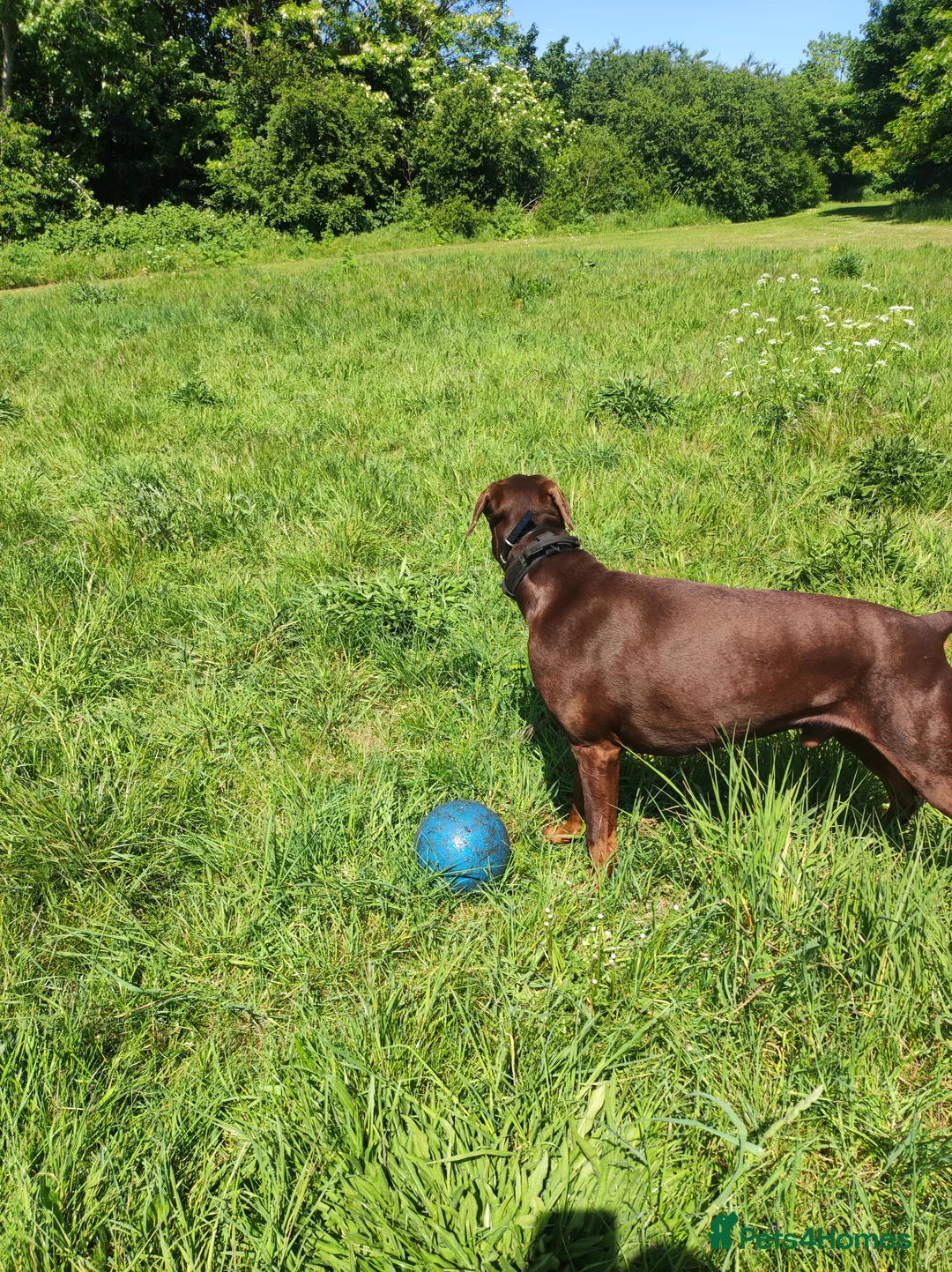 Dobermann dogs for stud: Proven Euro Doberman Stud in London - Advert 4