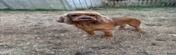 Cocker Spaniel dogs for stud: Proven male cocker spaniel  - Advert 3