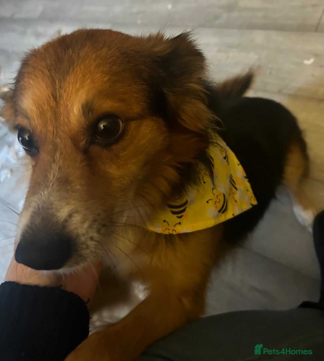 Mixed Breed dogs for sale: Enzo  - Image 5